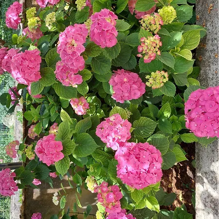 Апартаменты Sanja