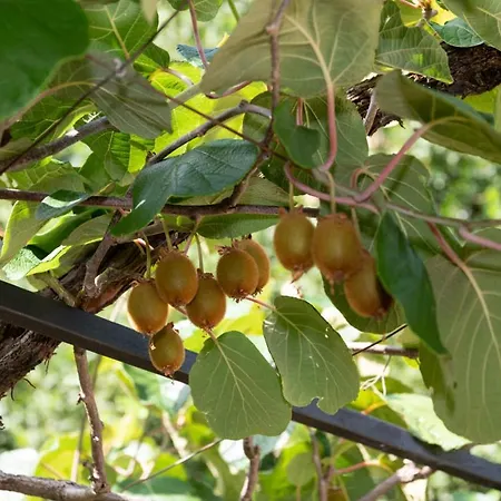 Sanja Апартаменты *